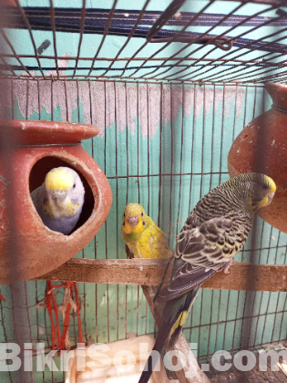 Budgie